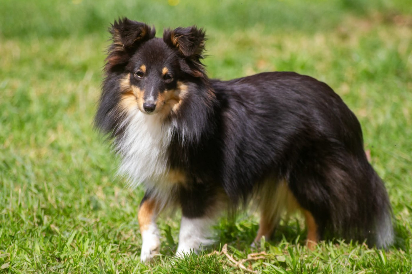 Les Shetland Sheepdog de l'affixe   De L'Austra-Shet