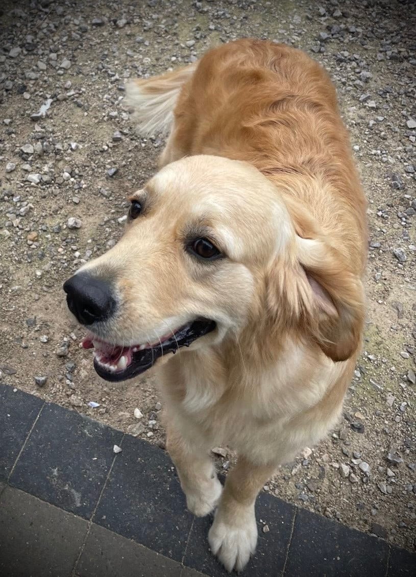 Les Golden Retriever de l'affixe   De La Douce Source