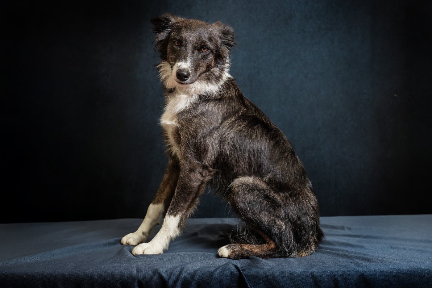 Les Border Collie de l'affixe   Des Ginkgo Bleus