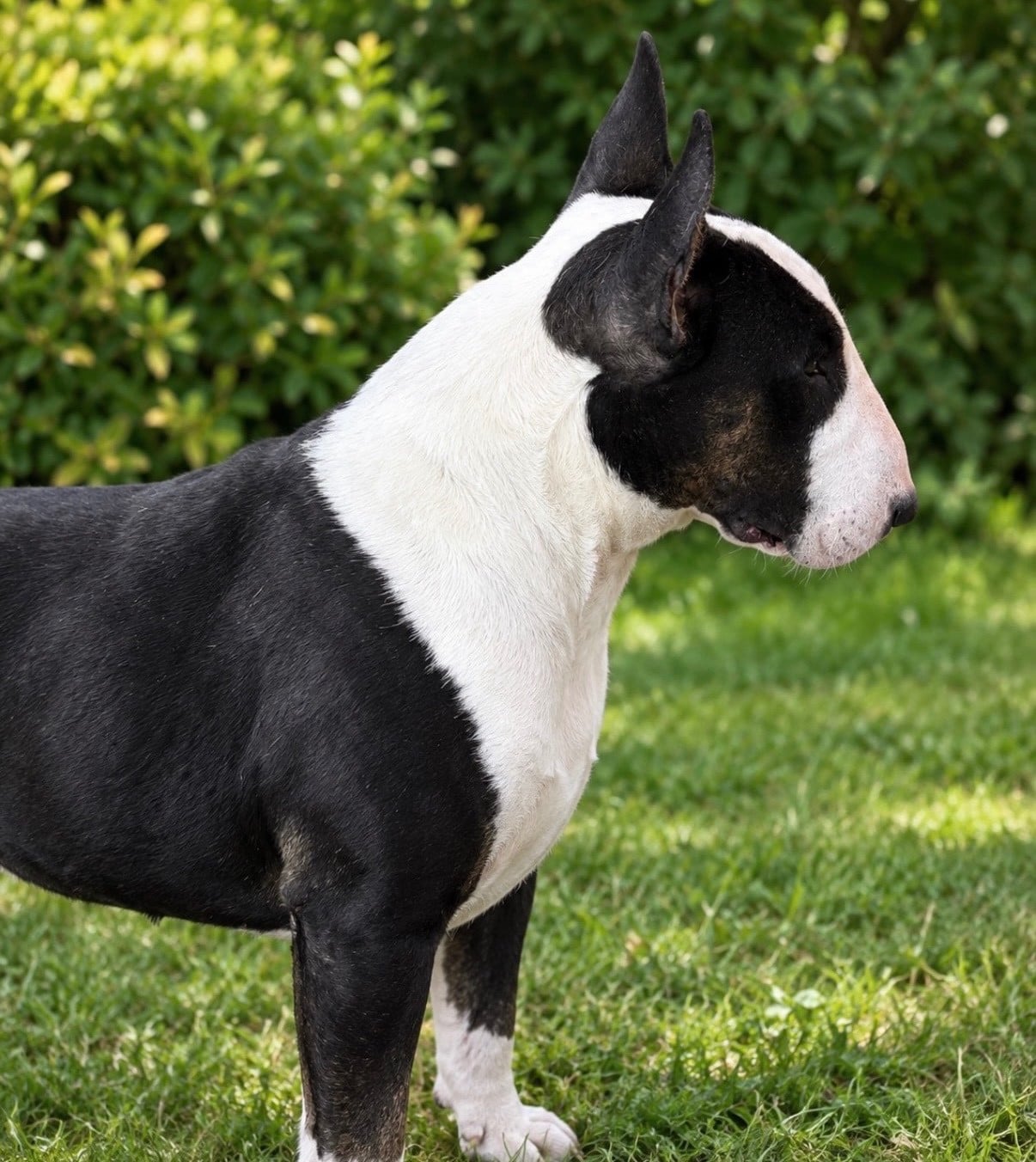 Les Bull Terrier de l'affixe   de La Tribu De Martangy