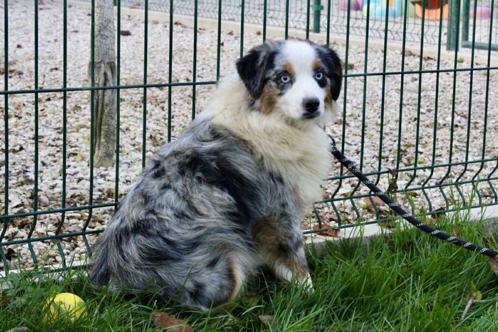 Les Berger Américain Miniature  de l'affixe   Du Domaine Des Belles Aubois