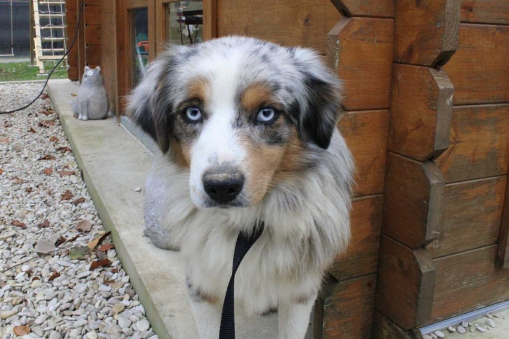 Les Berger Américain Miniature  de l'affixe   Du Domaine Des Belles Aubois