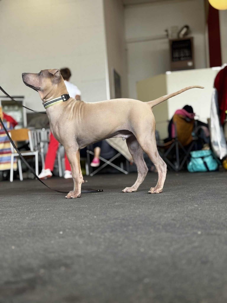 Les Chien thaïlandais à crête dorsale de l'affixe   High Secret