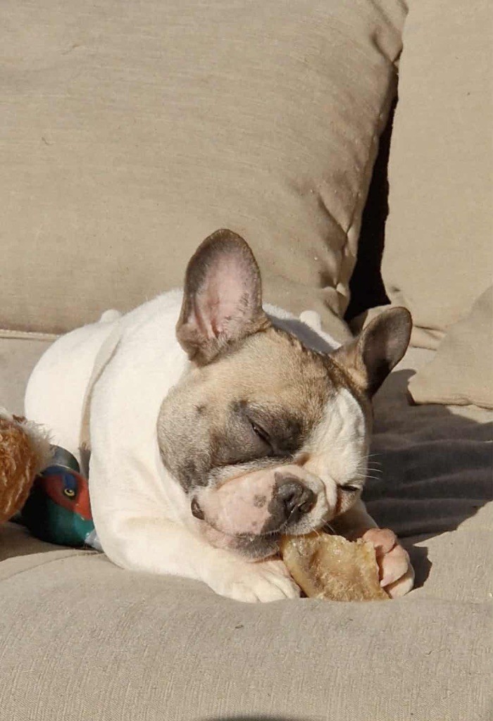 Les Bouledogue français de l'affixe   High Secret