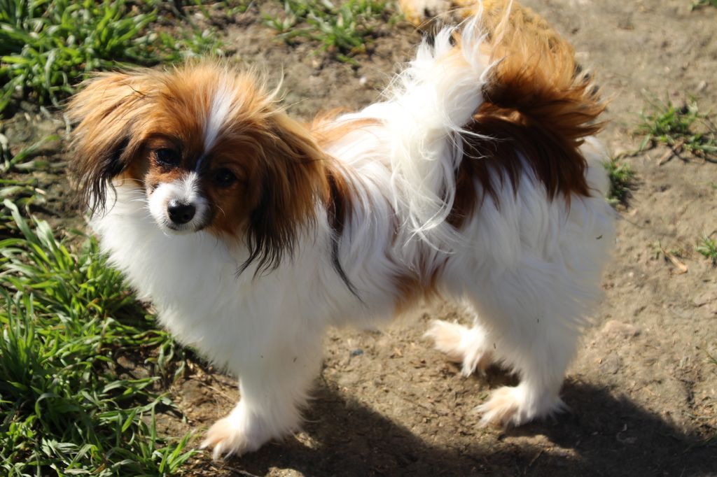 Les Epagneul nain Continental (Phalène) de l'affixe   Du Royaume Des Licornes