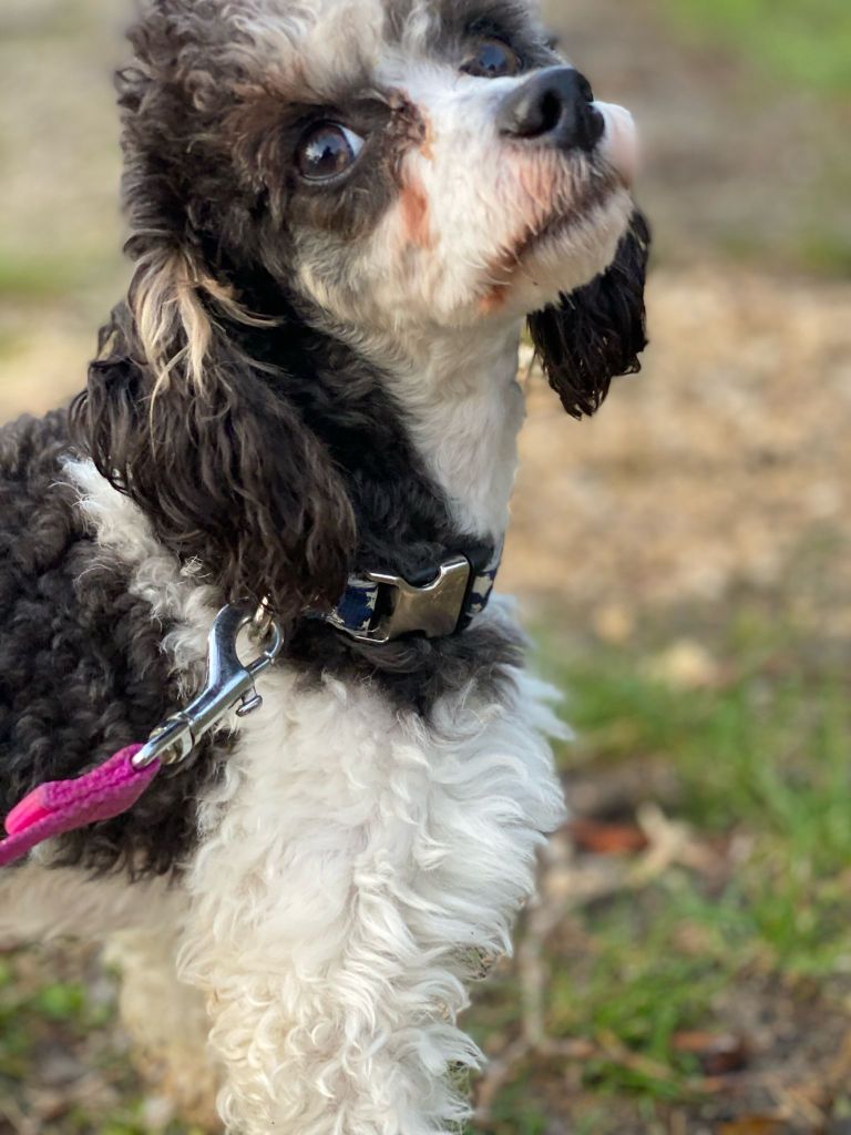 Askaban Du clan dammartin