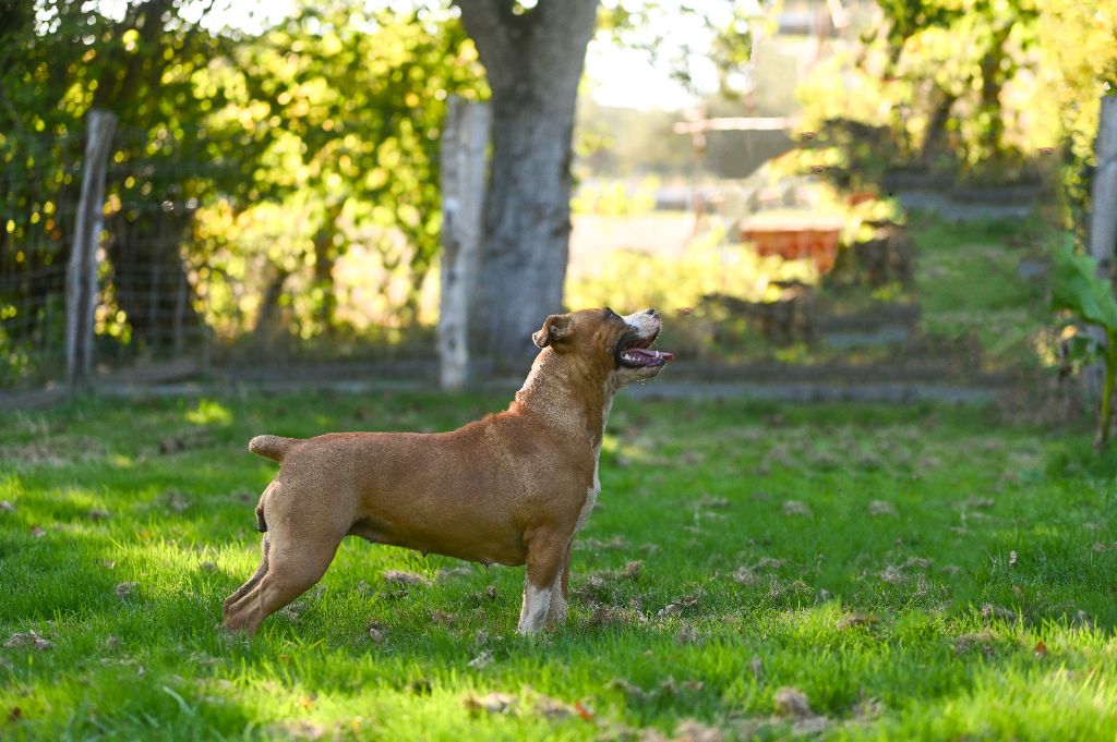 Les American Staffordshire Terrier de l'affixe   Of Majestic's Bears