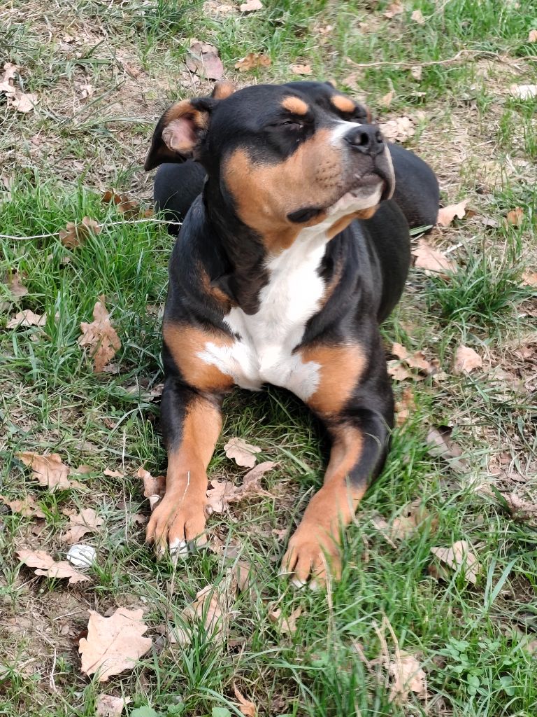 Les American Staffordshire Terrier de l'affixe   L'alliance De Mallory