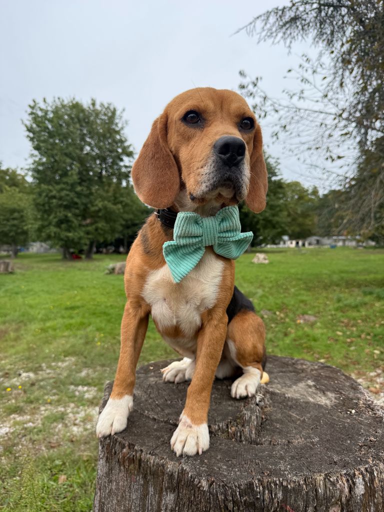 Les Beagle de l'affixe   De La Foret Du Landy