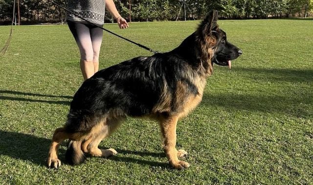 Les Berger Allemand Poil Long de l'affixe   Du Chemin De L'Odon