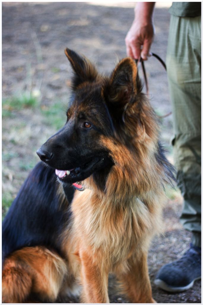 Les Berger Allemand Poil Long de l'affixe   Le Val De Ma Rhea-lité