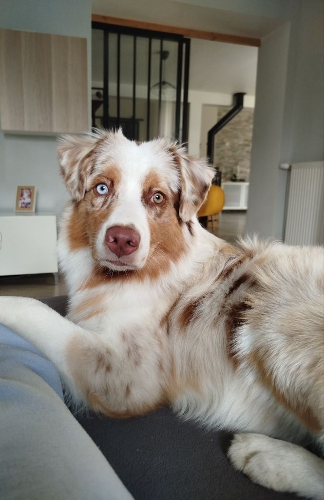 April flower The Touch Of Madness