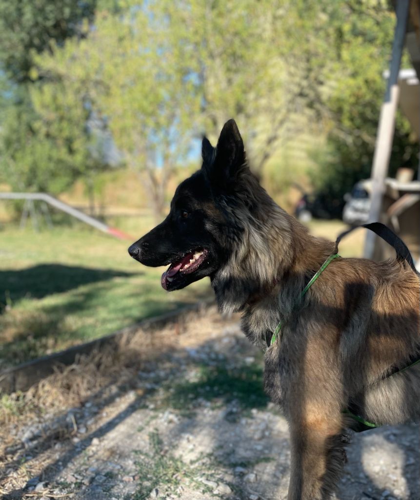 Vacarm De La Foret Noir Et Feu
