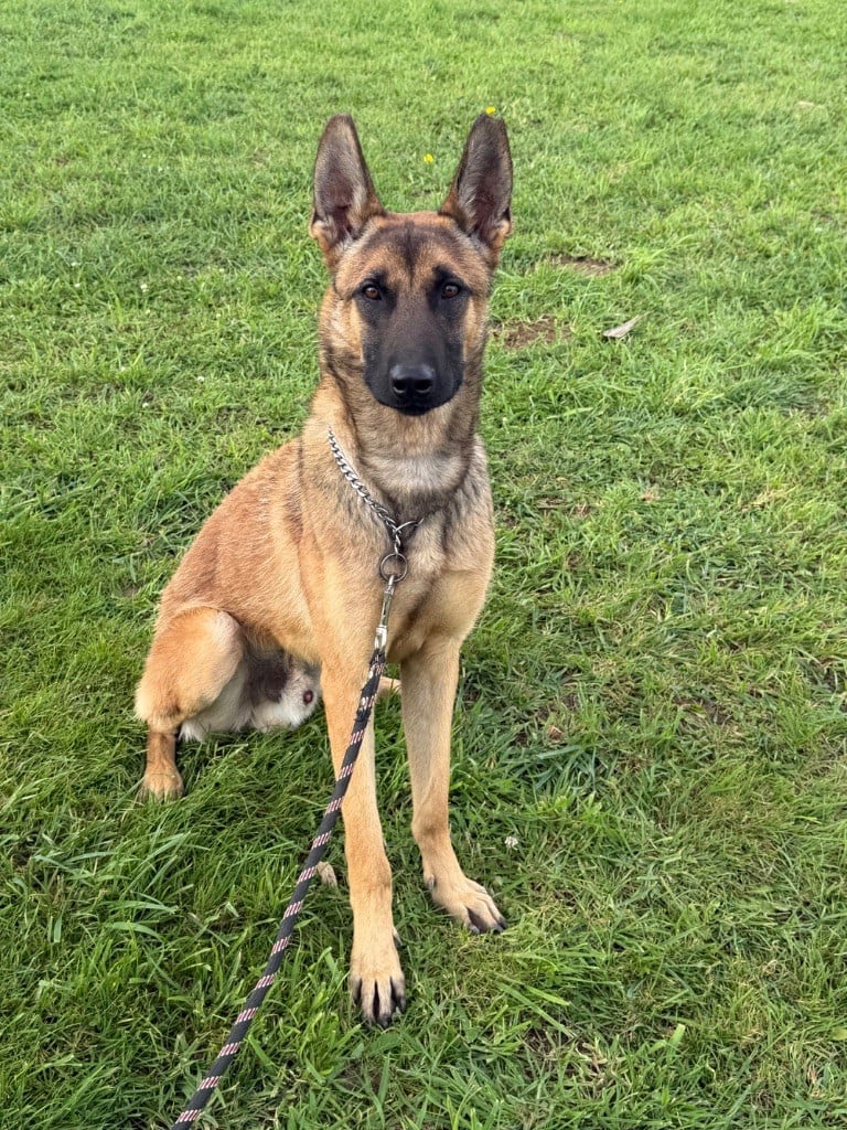 Les Berger Belge de l'affixe   Du Hameau Des Nours
