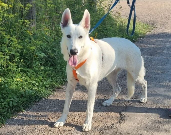 Volt des divines folies bergere