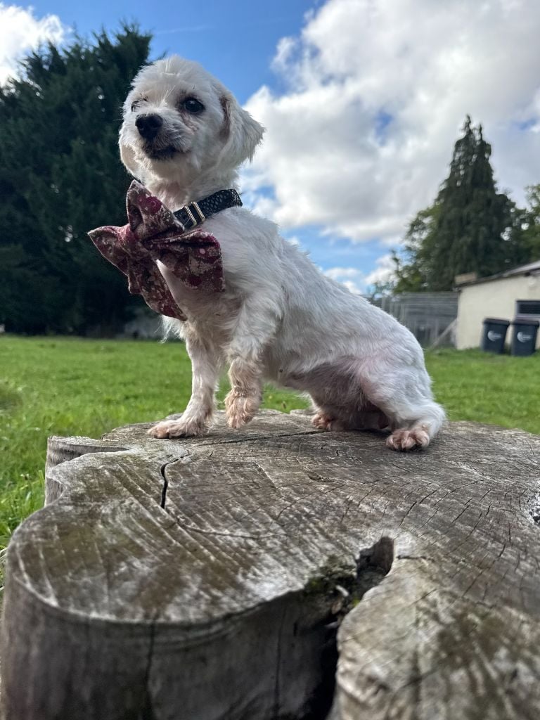 Les Bichon maltais de l'affixe   De La Foret Du Landy