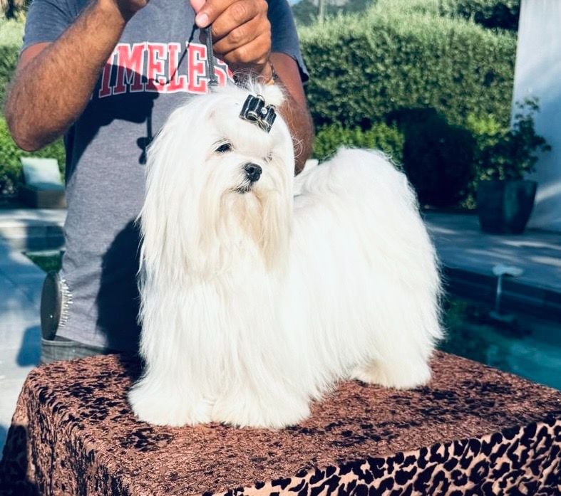 Les Bichon maltais de l'affixe   Jet Set's Blue Star