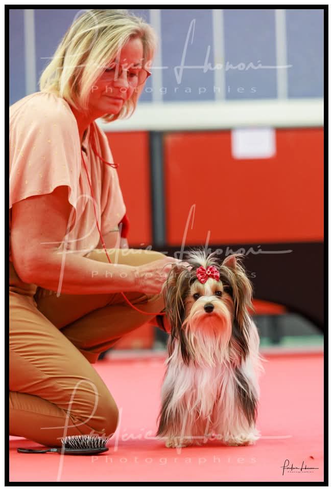 Les Biewer Terrier de l'affixe   Du Mont Chauve