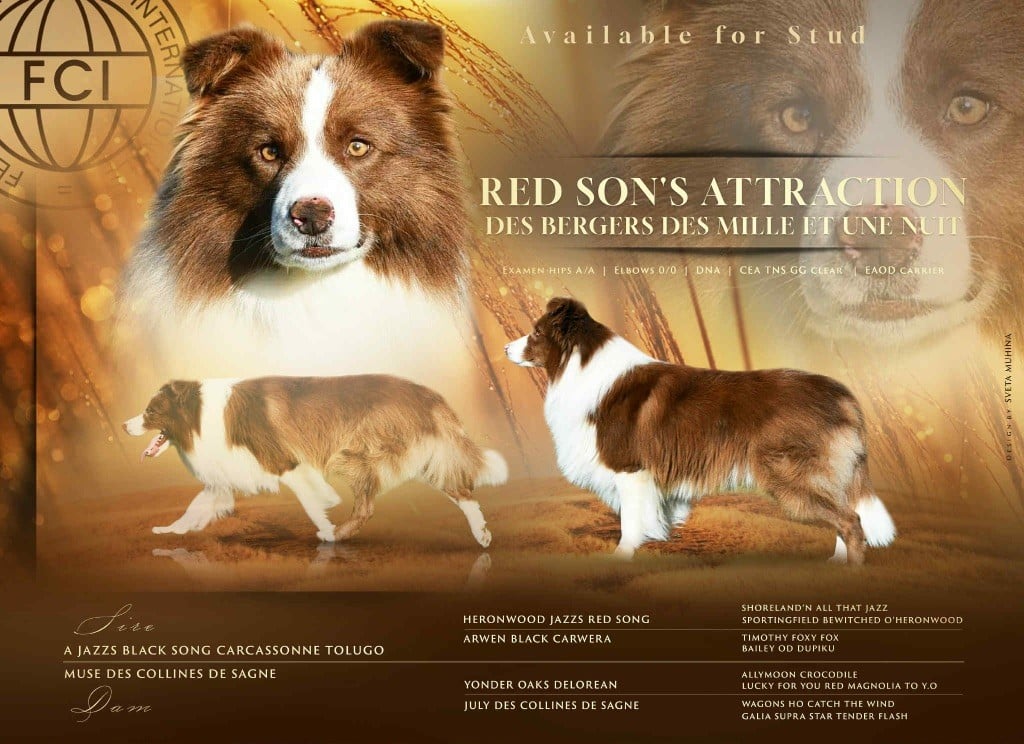 Les Border Collie de l'affixe   Des Bergers des Mille et Une Nuit