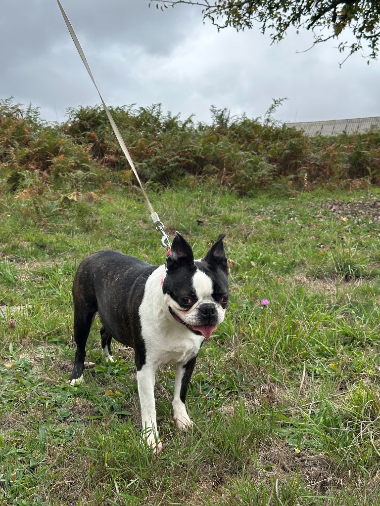 Paillette du manoir de la corbie