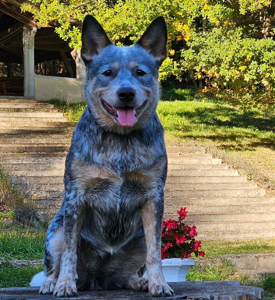 Les Bouvier australien de l'affixe   Des Gardiens De La Destinée