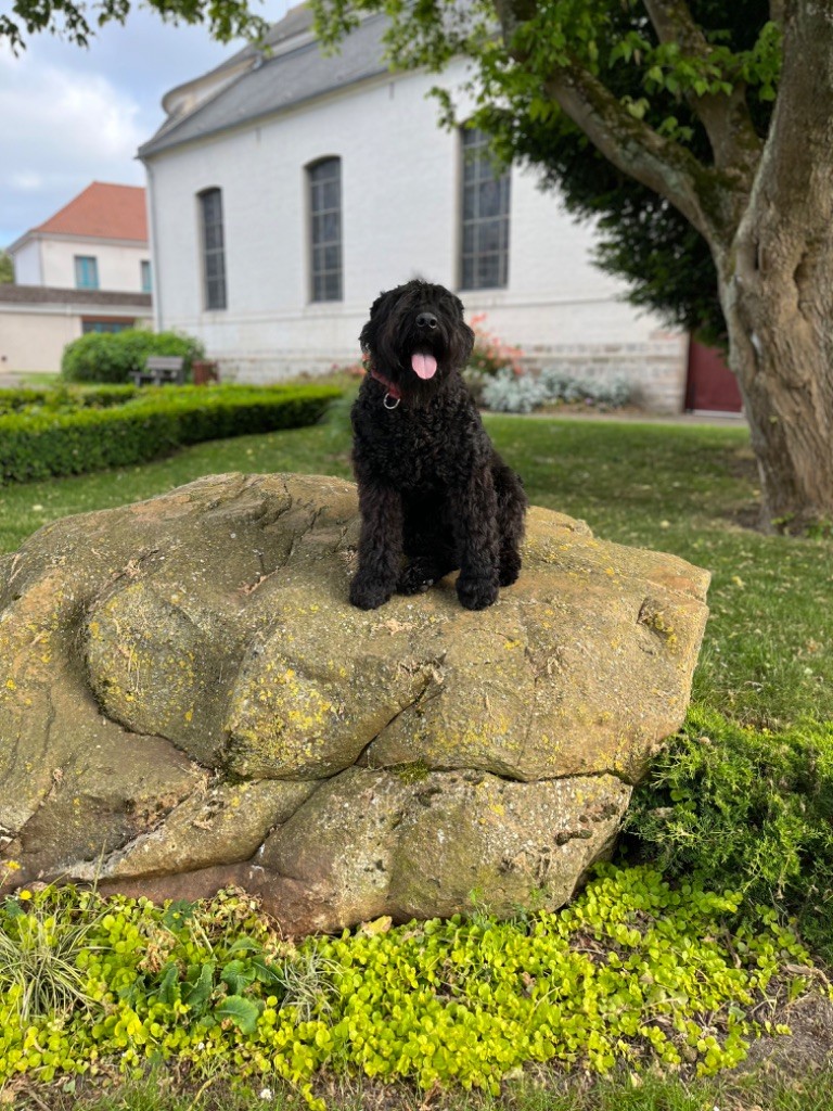 Les Bouvier des Flandres de l'affixe   Des Charbonnay D'Artois