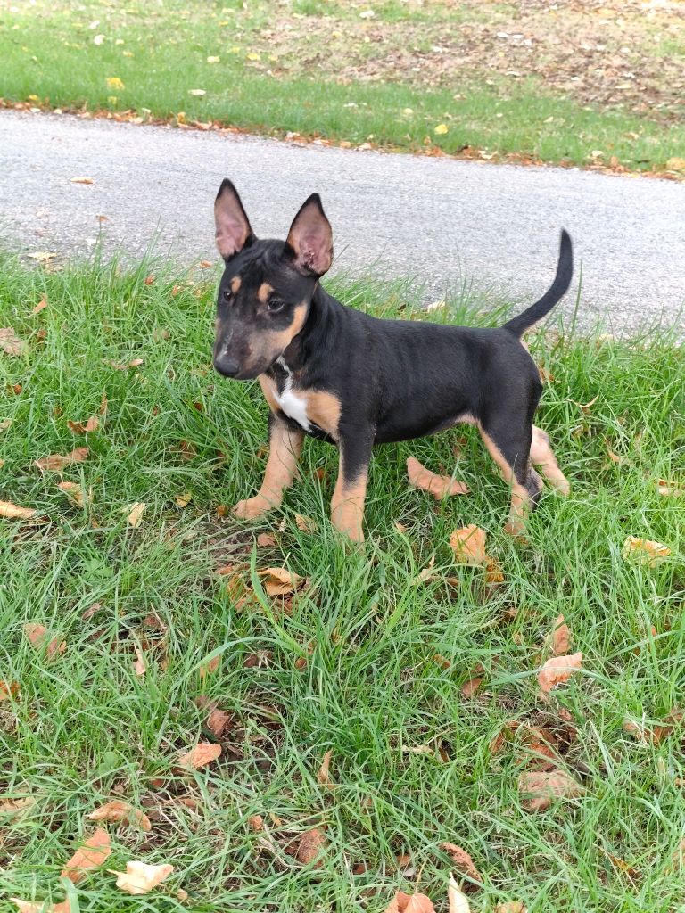 Les Bull Terrier Miniature de l'affixe   L'alliance De Mallory