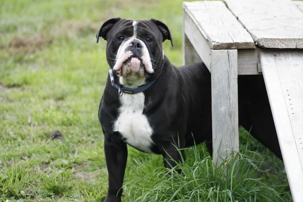 Les Bulldog continental de l'affixe   Du Paradis D'Eska