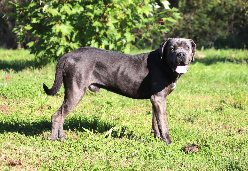 Les Cane Corso de l'affixe   Du Domaine Des Vents Landais