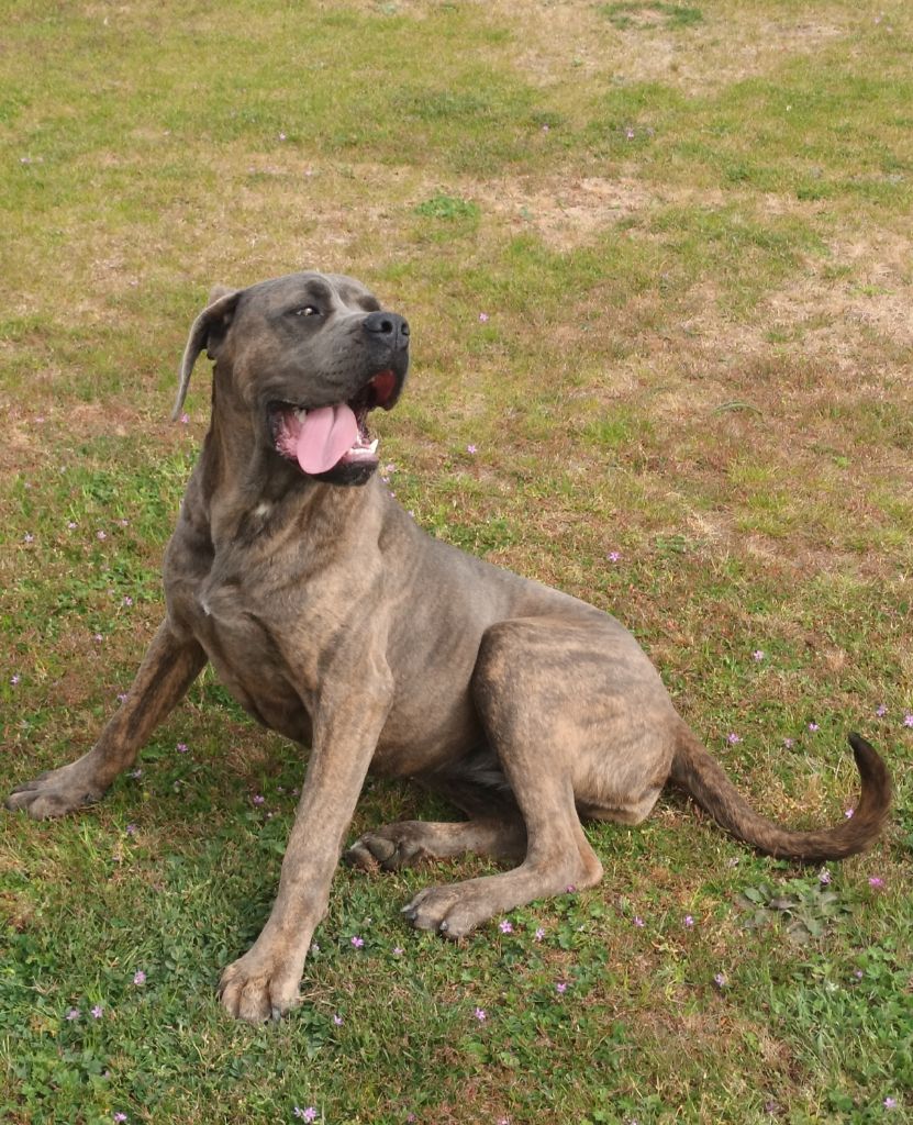 Les Cane Corso de l'affixe   Gil Martins Goncalves