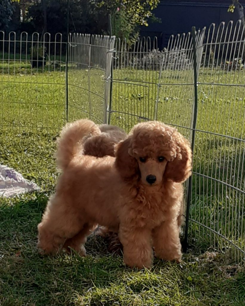 Les Caniche de l'affixe   De L'Enchantement Des Muses