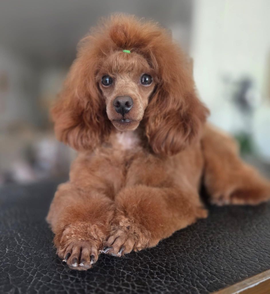 Les Caniche de l'affixe   Du Domaine Des Jouvenceaux