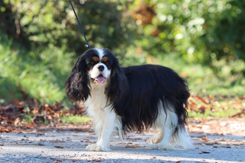 Tania de la bergerie d'argent
