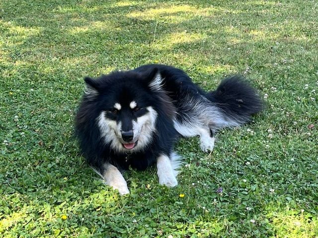 Vegvisir ratatosk Des Bocages De Thierache