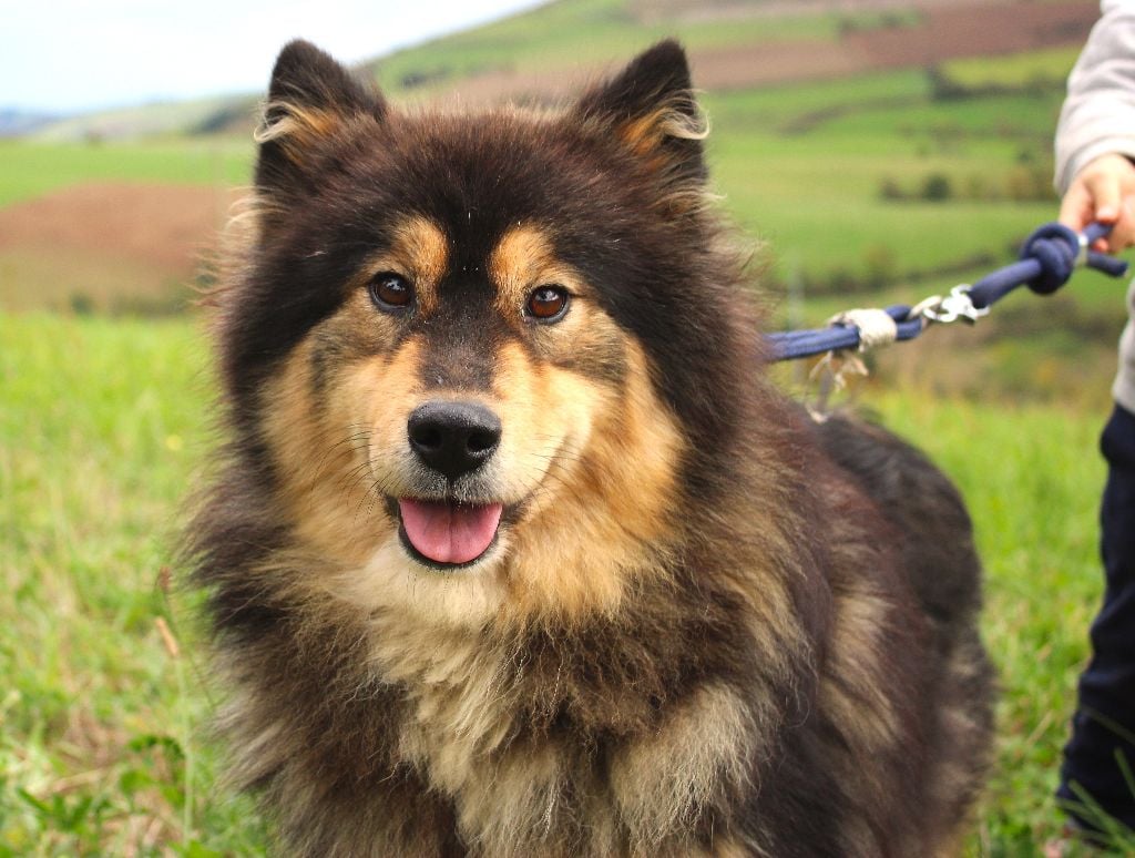 Les Chien finnois de Laponie de l'affixe   Du Domaine Louchine