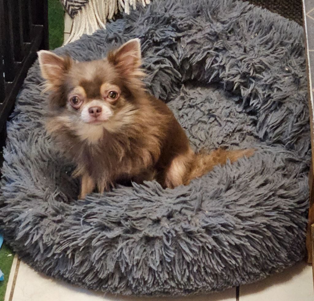 Les Chihuahua de l'affixe   De l'hacienda del matador