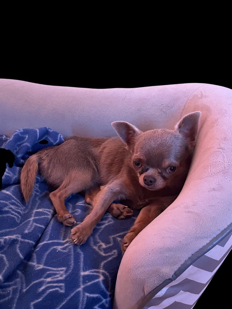 Les Chihuahua de l'affixe   Du Hameau Des Nours