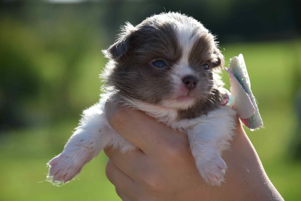 Les Chihuahua de l'affixe   Blue Dance