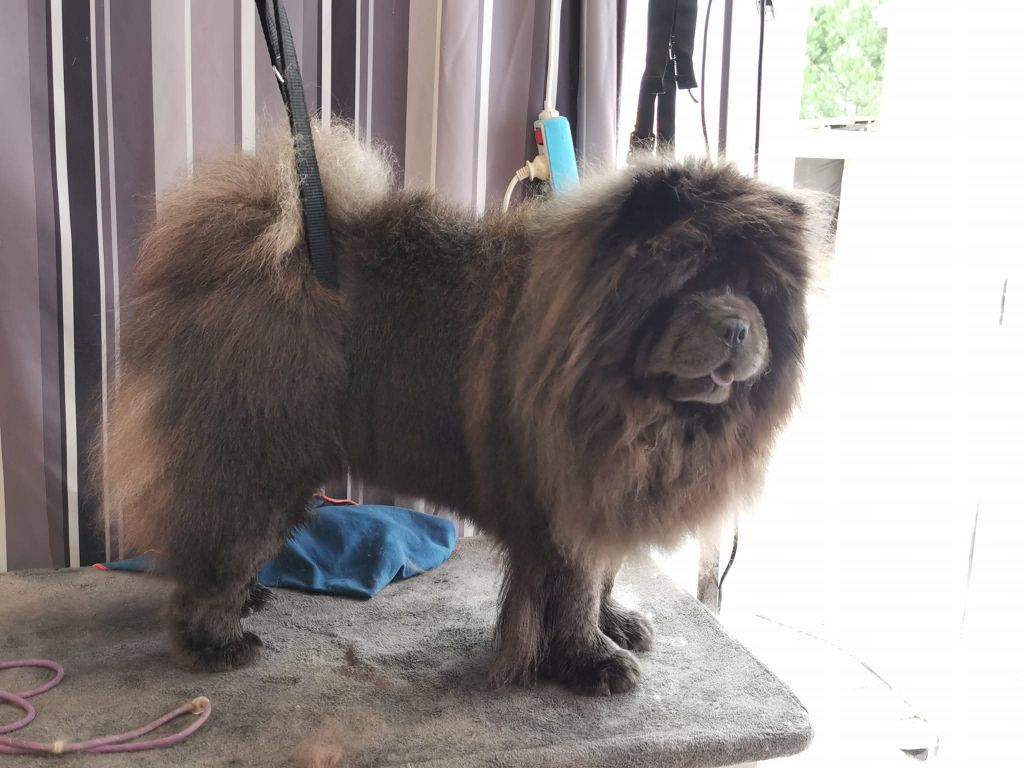 CH. Rozan sho Des Légendes Des Ours