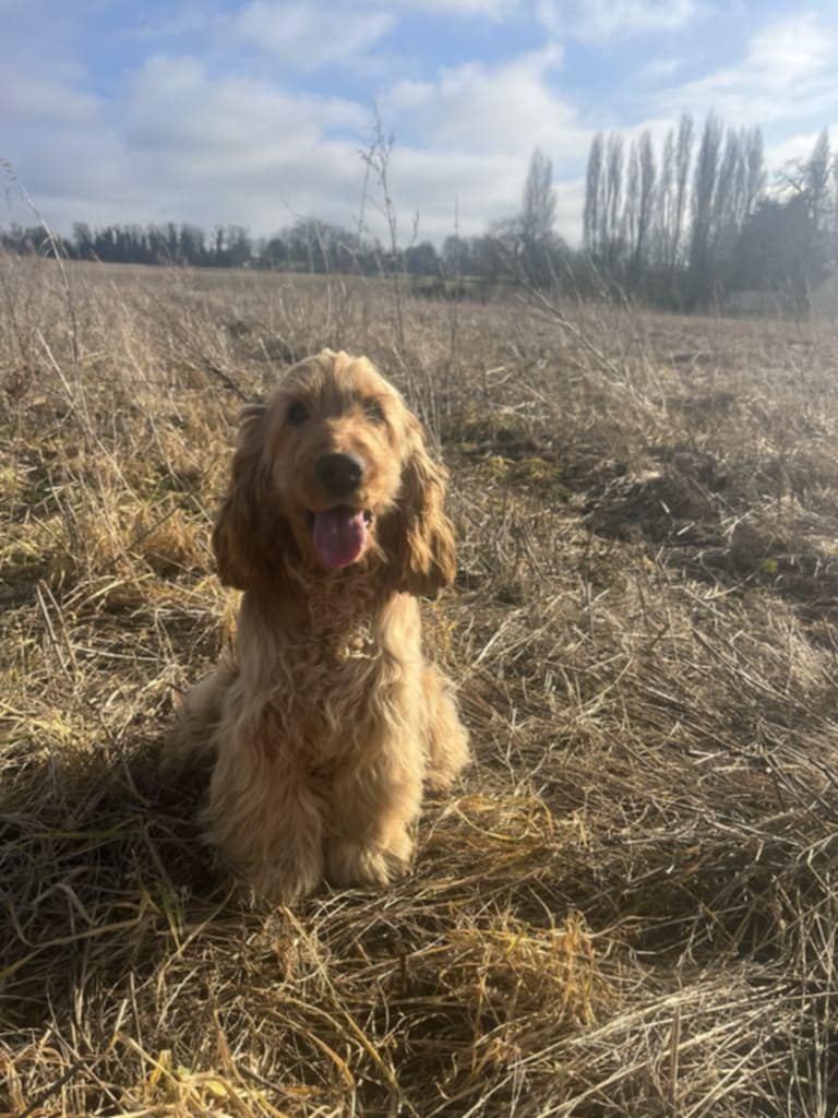Les Cocker Spaniel Anglais de l'affixe   Gil Martins Goncalves