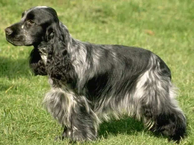 Les Cocker Spaniel Anglais de l'affixe   Du Chemin De L'Odon