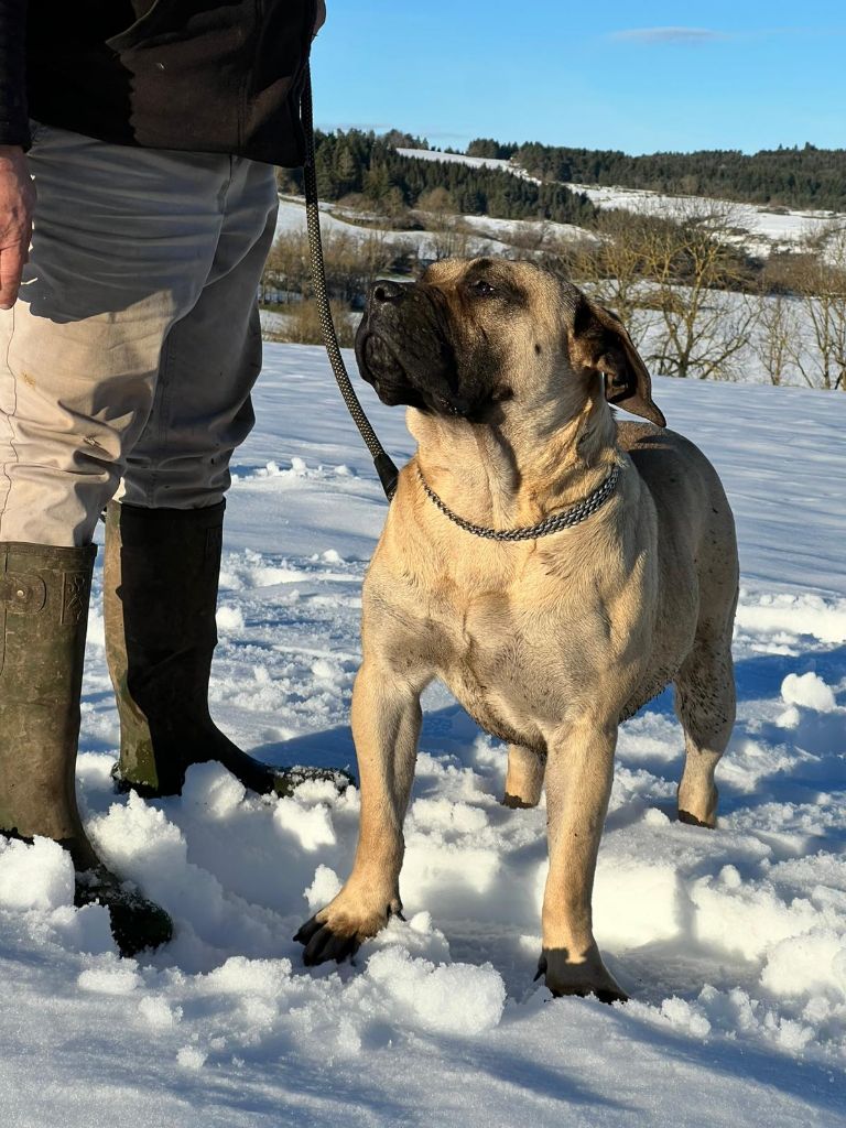 Les Dogo Canario de l'affixe   von den velay bergen