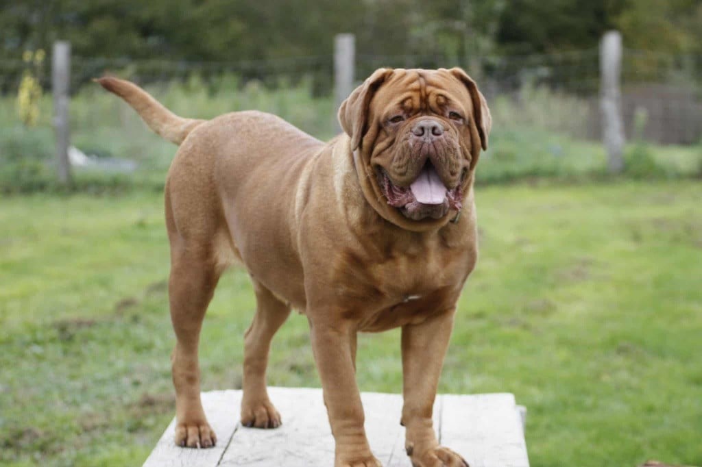 Les Dogue de Bordeaux de l'affixe   Du Paradis D'Eska