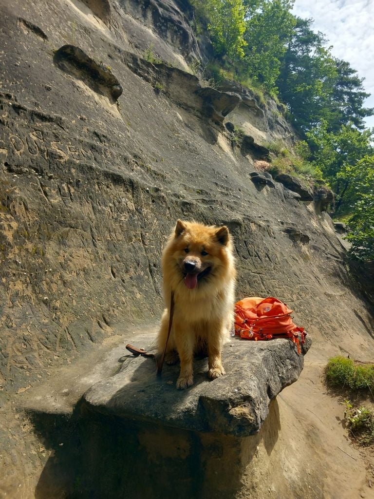 Les Eurasier de l'affixe   Du Domaine De Felis Harmonie