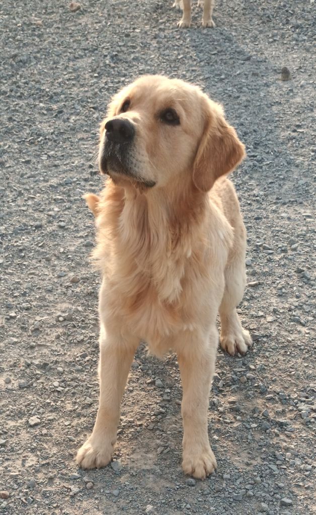 Les Golden Retriever de l'affixe   Gil Martins Goncalves