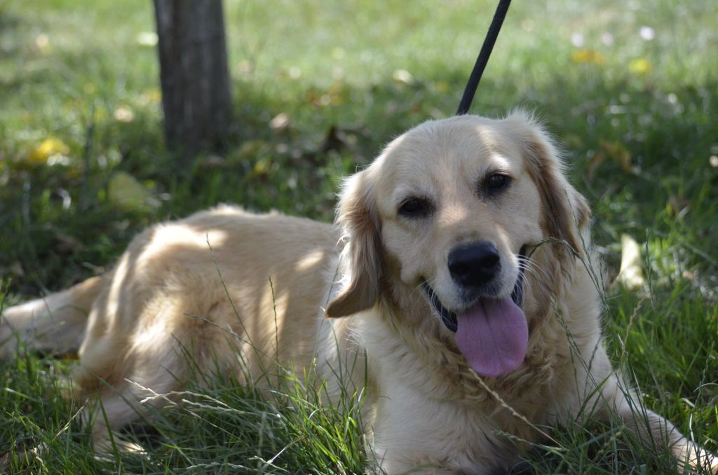 Les Golden Retriever de l'affixe   des douceurs de plume