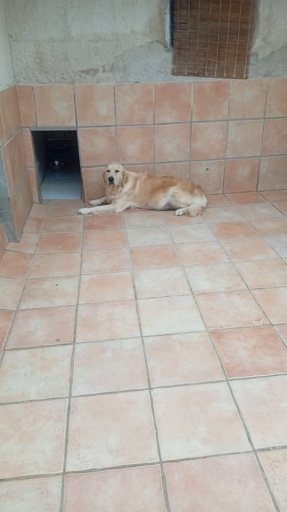 Les Golden Retriever de l'affixe   of caniland's dream