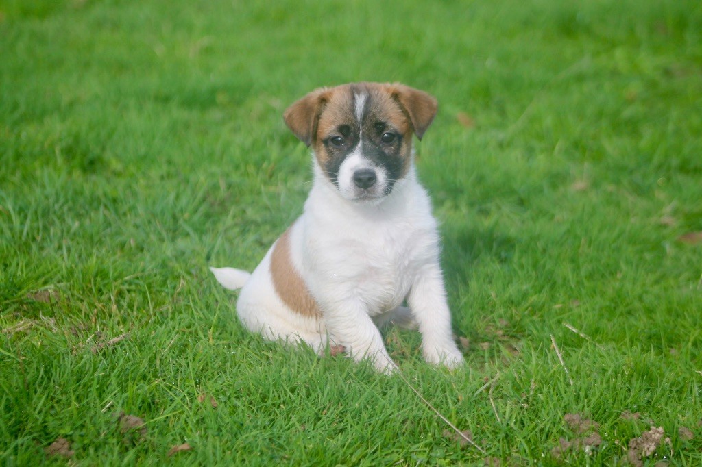 Les Jack Russell Terrier de l'affixe   des Douces Merveilles