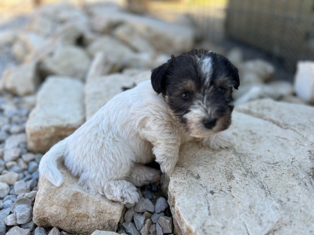 Les Jack Russell Terrier de l'affixe   Des Niglots Du Gard