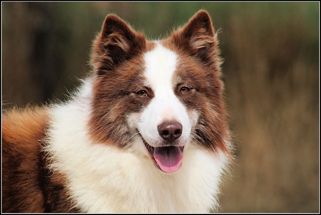 Les Laika de iakoutie de l'affixe   Oukaya forever